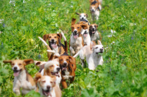Die Beagles der Vogelsberg-Meute (Foto: Doris Frank-Schneider und rk-fotografie) Roland Kretschmar